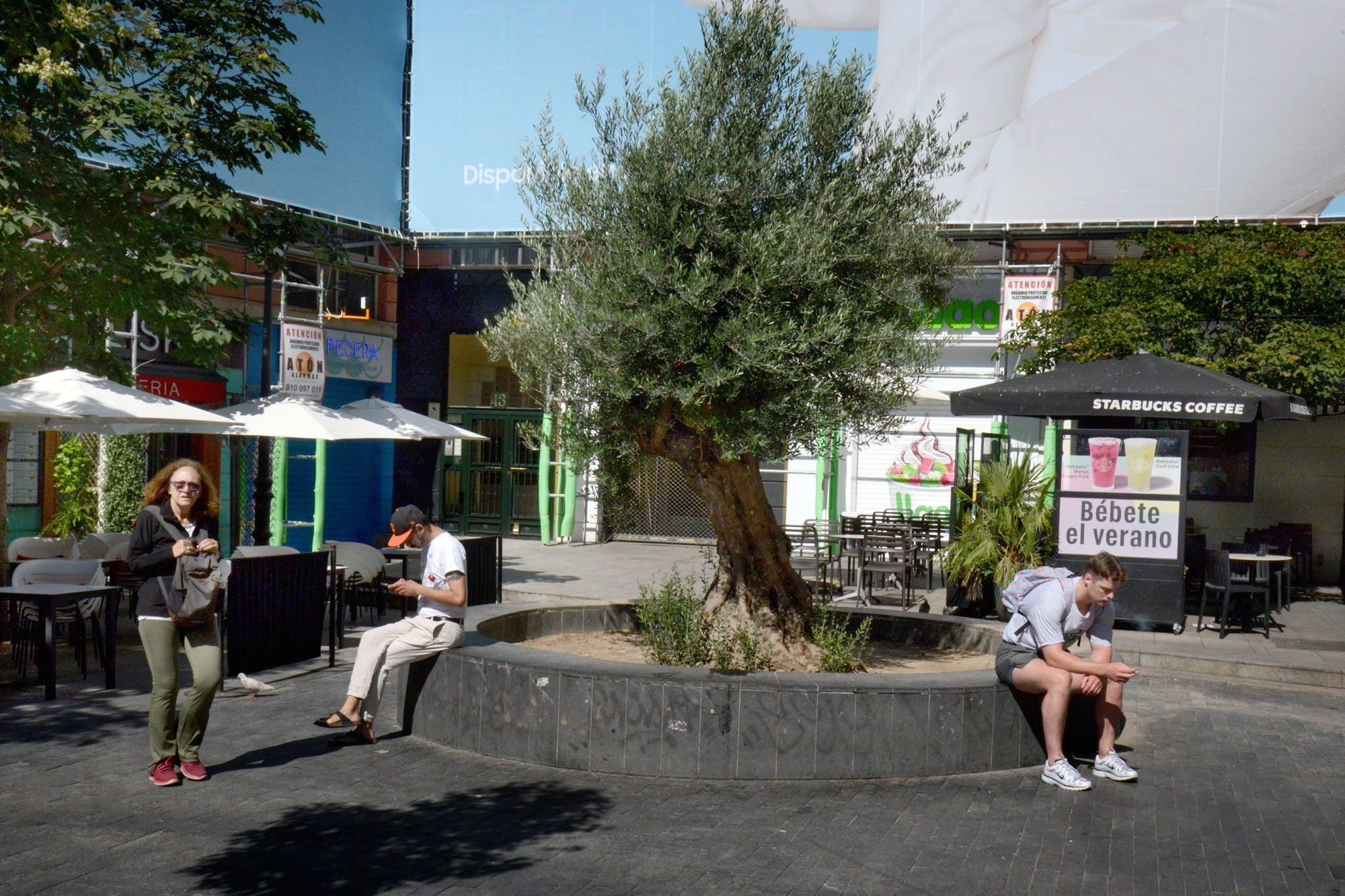 Plaza de Raffaella Carrà olivo