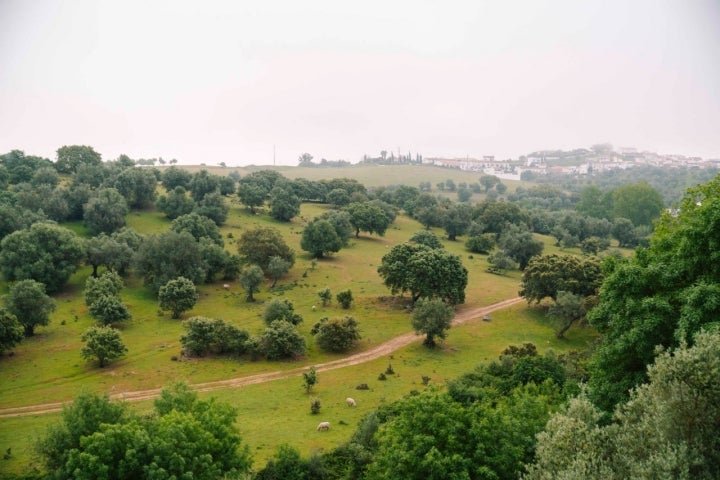 Un campo lleno de alcornoques con un pueblo al fondo cubierto por la niebla.