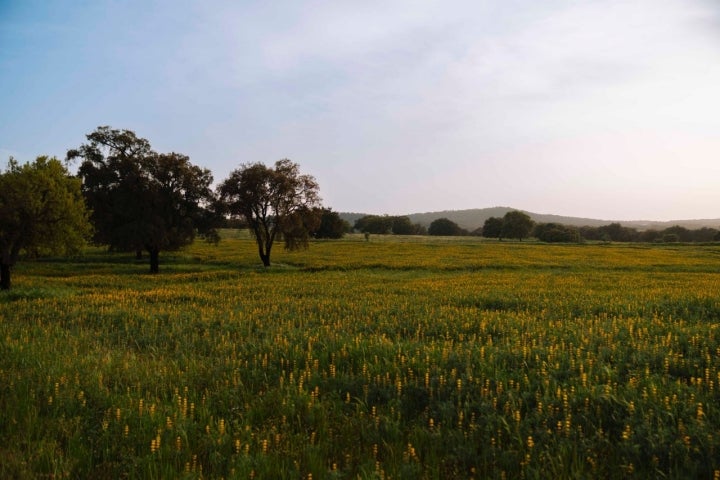 Paisaje de las dehesas de Alentejo.