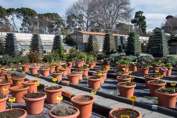 Decenas de jardineros y viveristas mantienen el Vivero de Estufas y su importante producción.