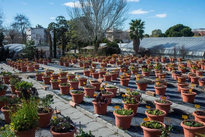 Todo listo en los invernaderos, con o sin estufas.