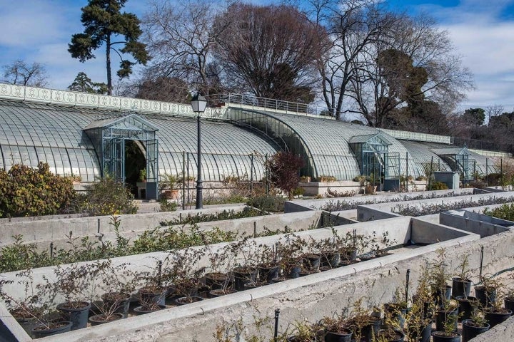 El invernadero del Palacio de Liria. El jardinero de los Alba –y del Retiro– lo retiró del palacio en los años 50.