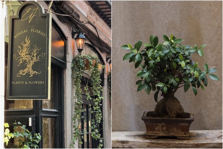 Especialistas en pequeños árboles. Foto: 'Bonsai Florist'