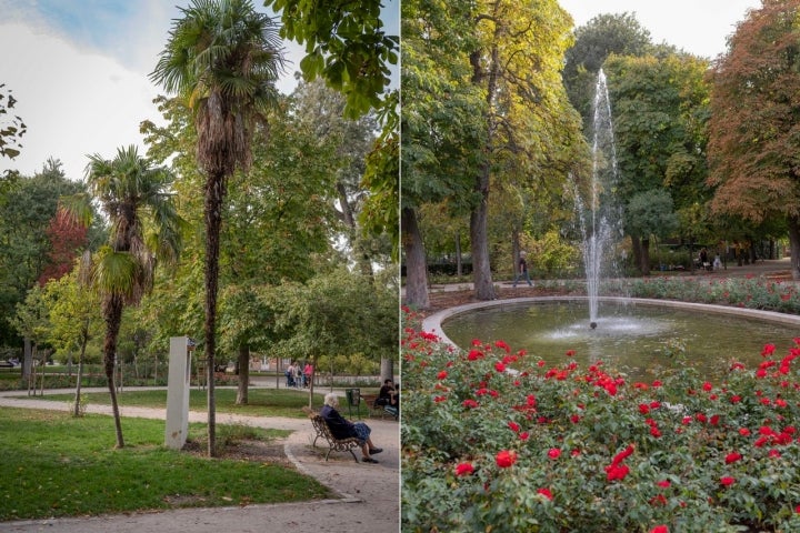 Árboles El Retiro Otoño 2022 palmeras y rosas