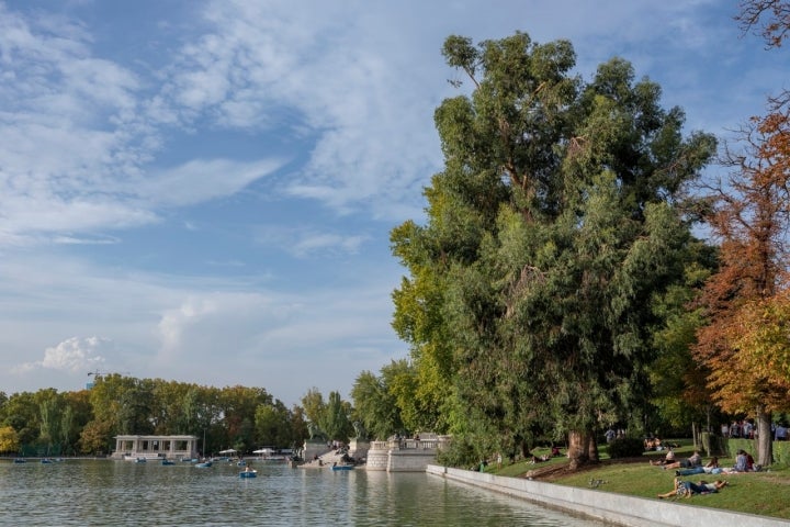 Árboles El Retiro Otoño 2022 eucalipto