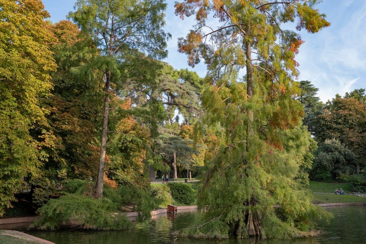 Árboles El Retiro Otoño 2022 apertura