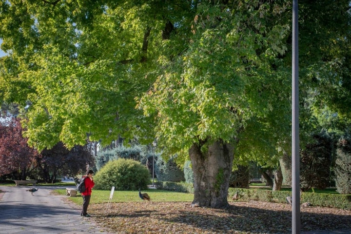 Árboles El Retiro Otoño 2022 arce plateado