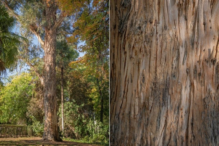 Árboles El Retiro Otoño 2022 Eucalipto azul