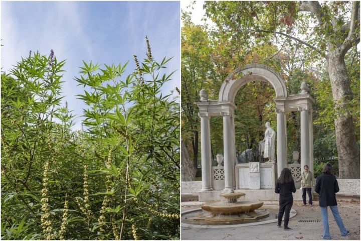 Árboles El Retiro Otoño 2022 mosaico plaza