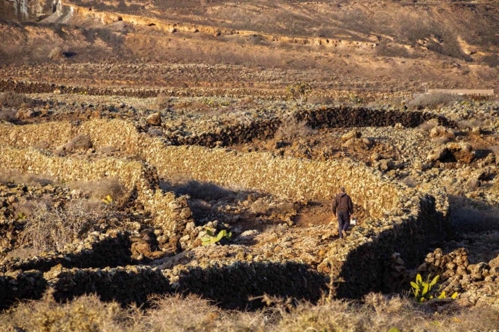 Los cultivos separados por muros de piedras también son habituales de la isla.