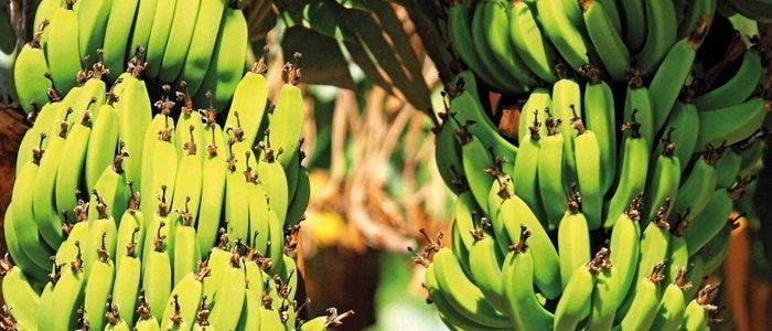 Bananos en flor.