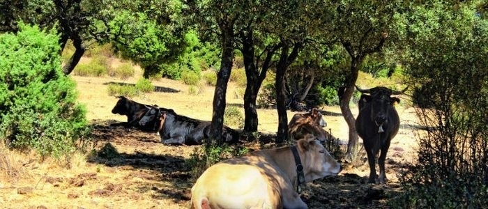 Toros pastando en la sierra de Madrid.