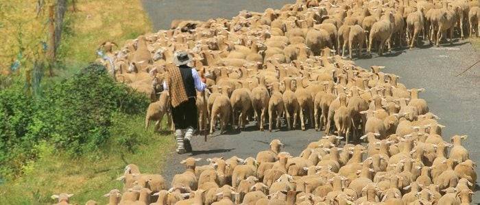 Pastores conduciendo un rebaño de ovejas.