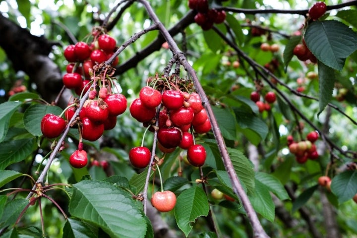 En el Jerte se cultivan muchos tipos de cerezas, unas se cogen con rabos y otras sin él.