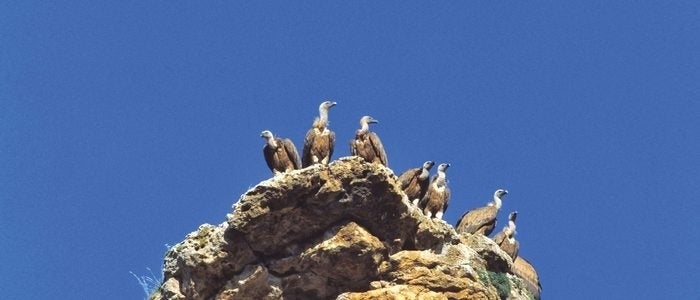 Buitres leonados aposentados sobre una roca.