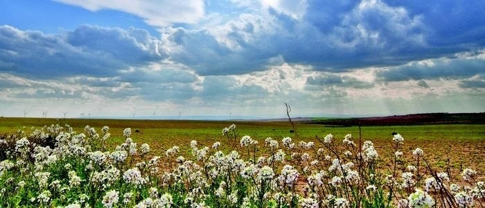 Paisaje primaveral en Monegros.