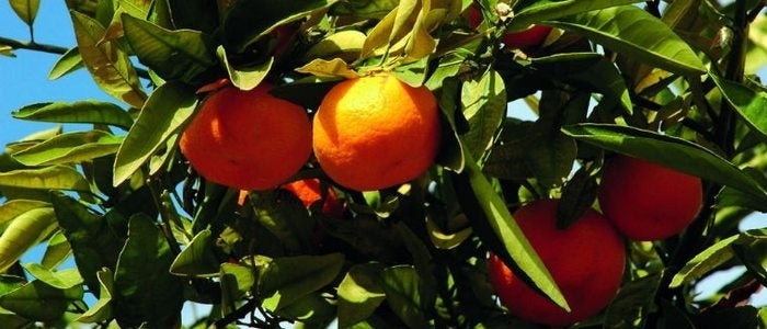 Naranjos valencianos.