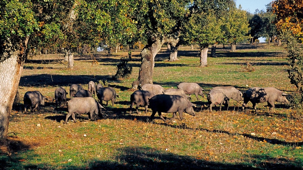 Cerdos ibéricos.