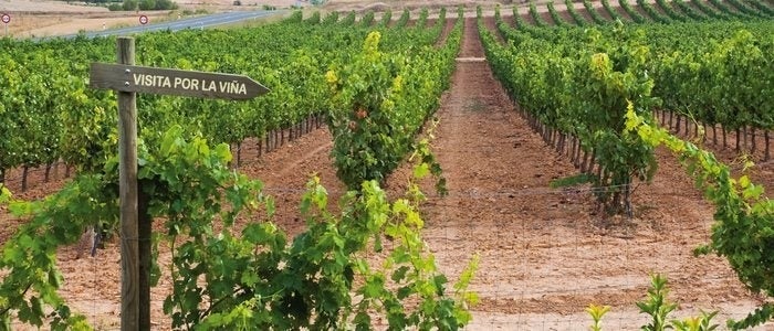 Viñedo en Aranda de Duero.