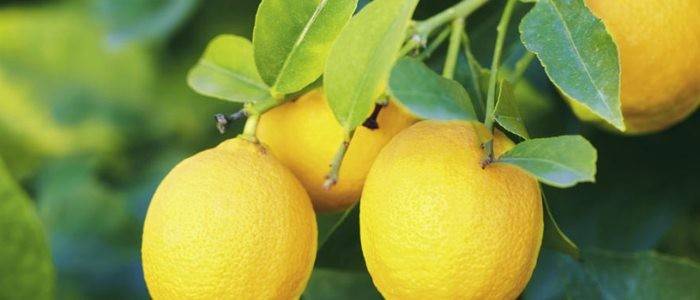 El Paparajote se hace usando la hoja del limonero.