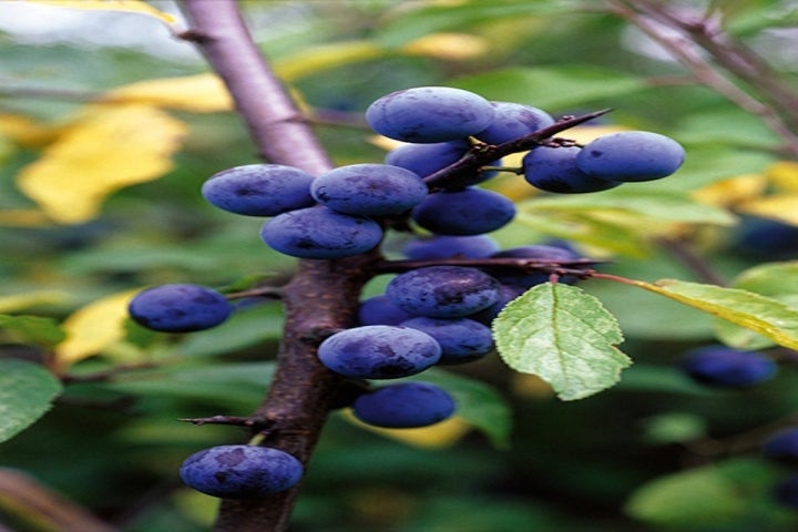 Rama de un endrino, cargada de frutos.