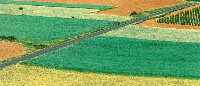 Espectáculo de colores en los campos de cultivo de Alfaro.