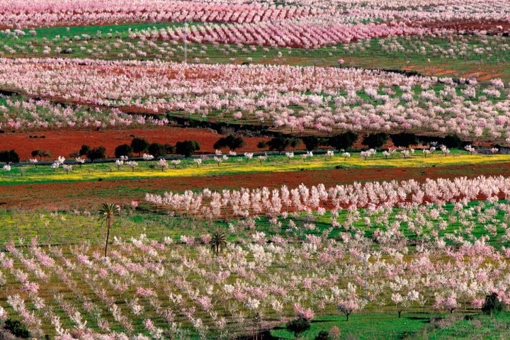 Panorámica de la huerta murciana en primavera