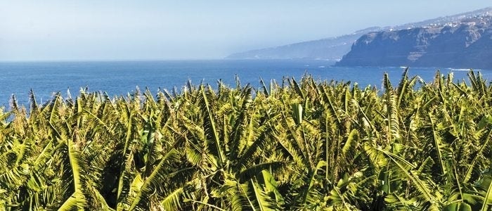 Plataneras en Gran Canaria.