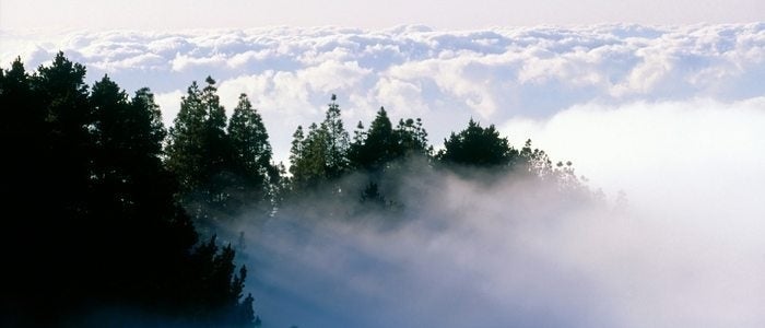 Pinos de Gáldar entre la bruma y las nubes.