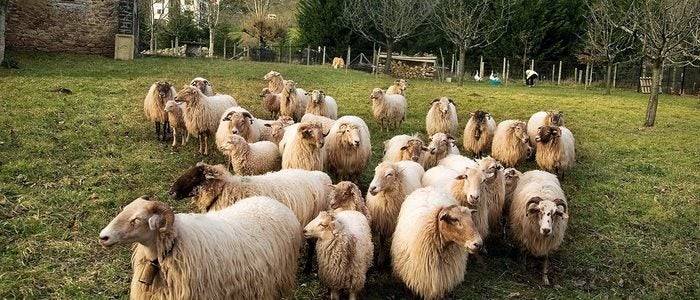 Rebaño de ovejas latxas.