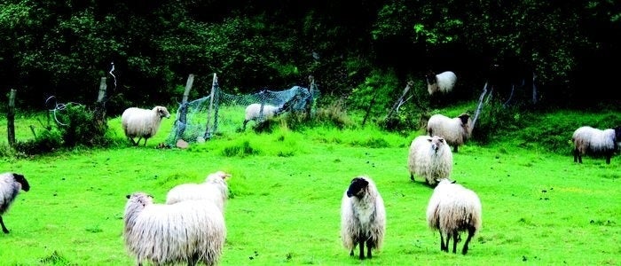 Mungia, prados cercanos a la costa.