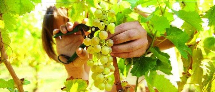 Recogida de la uva para el vino de La Palma.