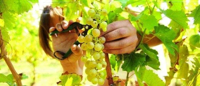 Recogida de la uva para el vino de La Palma.