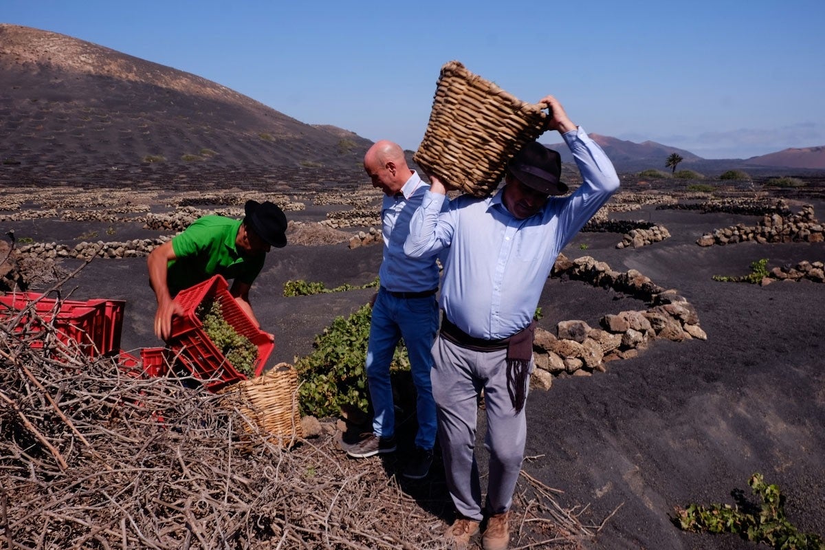 Caldos volcánicos de la primera vendimia de España