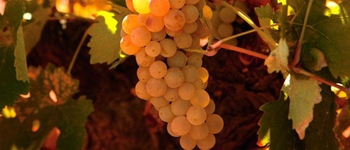 Uva verdejo empleada para el vino de Rueda.