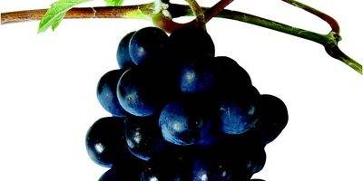 Las uvas de la vida