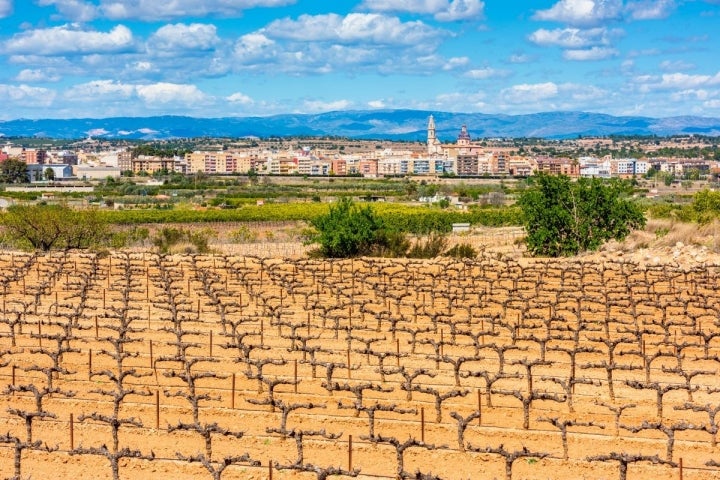 Vista de unos viñedos en los alrededores de Cheste.