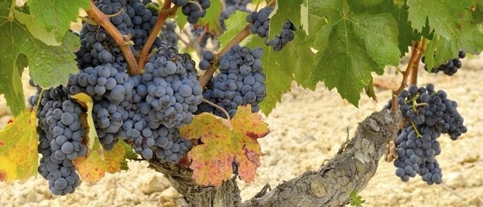 Uva de la variedad Tempranillo.