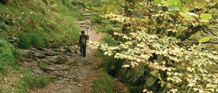 A Devesa da Rogueira. / Cedida por: Turgalicia.