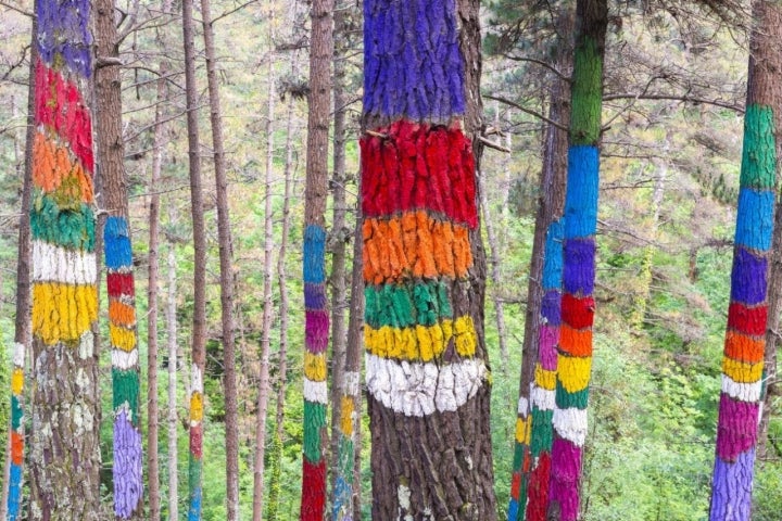 Bosque de Oma (Parque de Urdaibai)