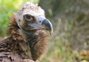 Buitre negro del parque Montfragüe.