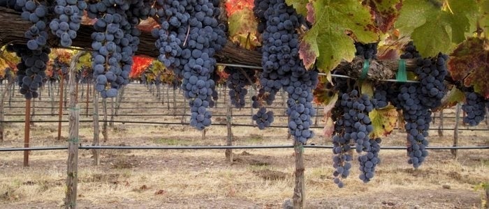 Viñedos en Aranda de Duero.