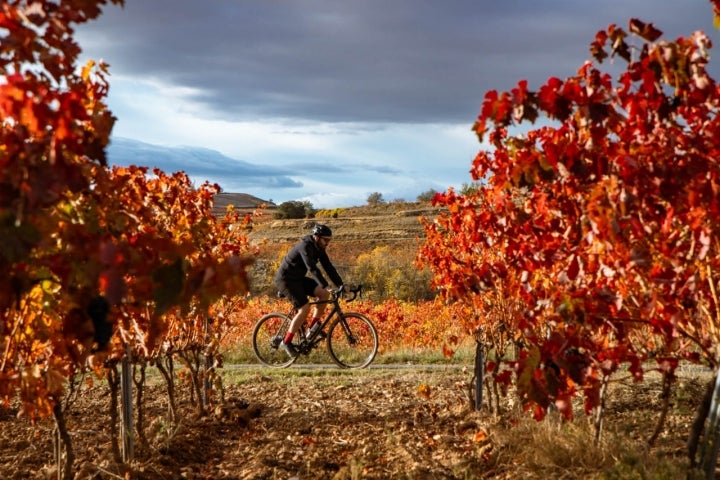 Pedaleando entre el mar rojo de viñas.