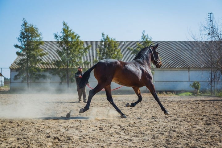 Doma caballo andaluz