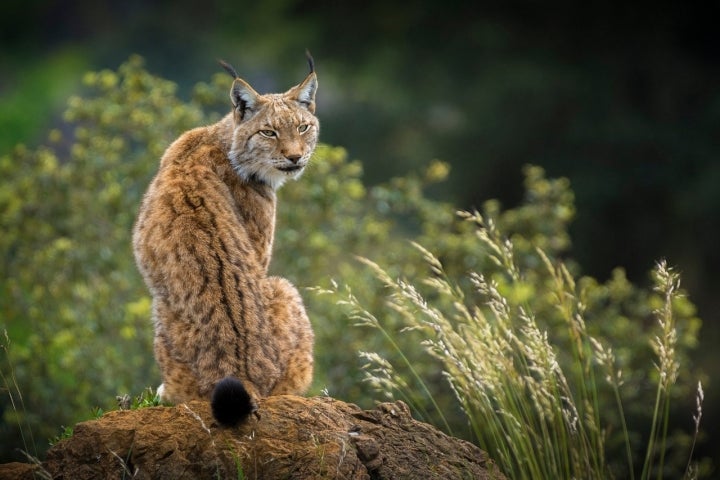 Despertarse con los linces, no hay plan mejor. Foto: Shutterstock.