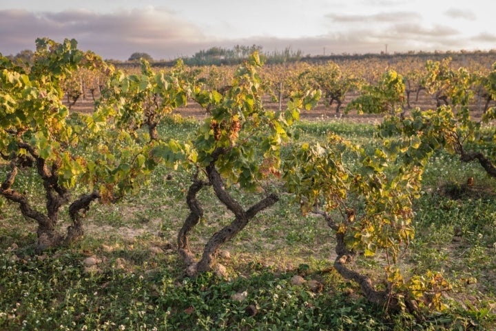 Viñedo del Penedés