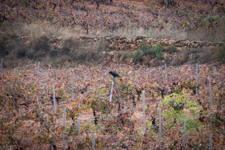 Una corneja se posa entre en el viñedo ante los ojos de los visitantes.