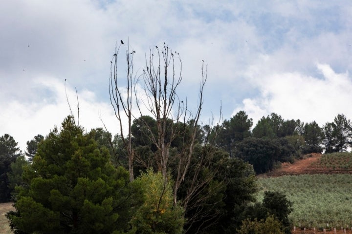 Corneja y estorninos posados en un árbol.