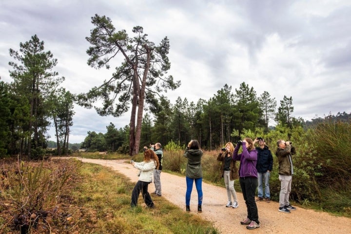 A los pies de un pino centenario considerado árbol monumental de la Comunidad Valenciana, en el paraje de Hoya de Ramadán.