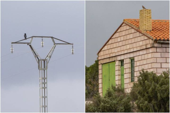 Una corneja se posa en el cable de electricidad mientras que el cernícalo prefiere la chimenea de una casa cercana.